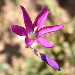 Ixia ramulosa