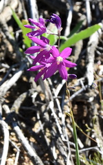 Ixia ramulosa