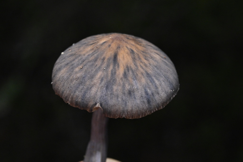 Cortinarius aerugineoconicus · April 2025 · photo: © invertebratist (iNaturalist, cc-by-nc)