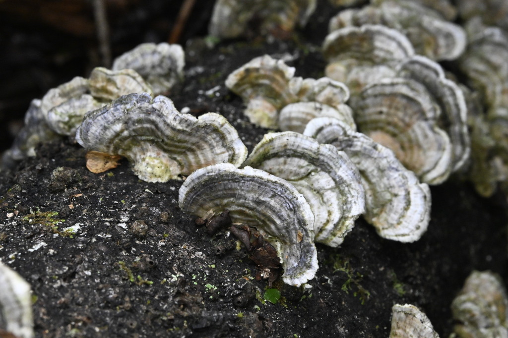 Trametes versicolor · April 2025 · photo: © invertebratist (iNaturalist, cc-by-nc)