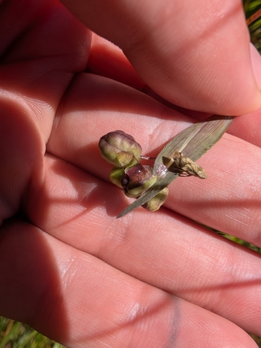 Sisyrinchium littorale, photograph 2