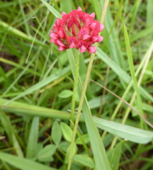 Trifolium africanum