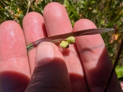 Sisyrinchium littorale, photograph (c) Simone Littledale, some rights reserved (CC BY)