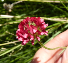 Trifolium africanum