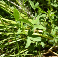 Trifolium africanum