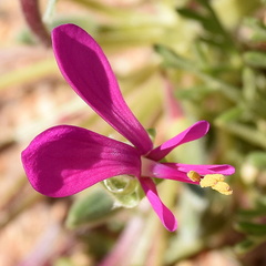 Pelargonium incrassatum