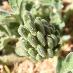 Pelargonium incrassatum
