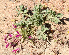 Pelargonium incrassatum