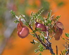 Lessertia spinescens