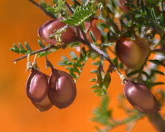 Lessertia spinescens