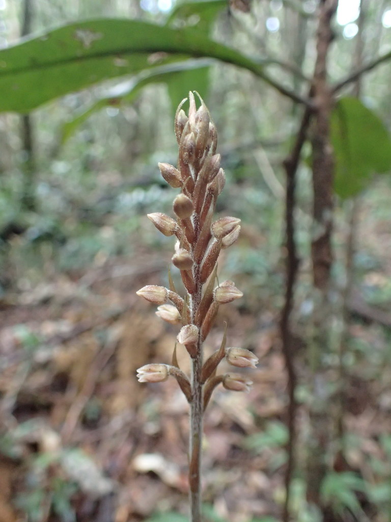 Platylepis flaccida