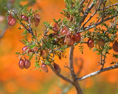 Lessertia spinescens