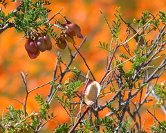 Lessertia spinescens