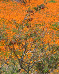 Lessertia spinescens