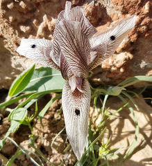 Iris acutiloba longitepala