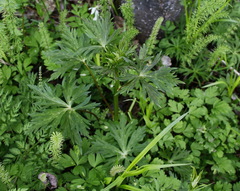 Aconitum fischeri