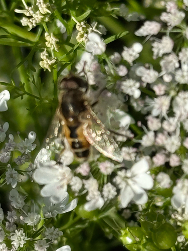 Unknown species found near S Colorado Ave, Boise, ID, US