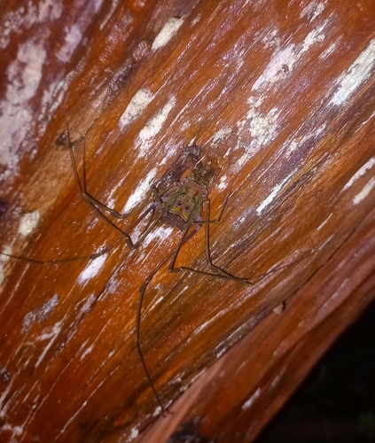daddy longlegs