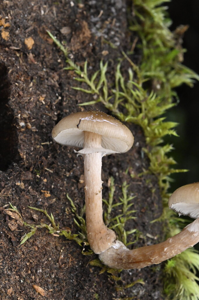 Armillaria novae-zelandiae · April 2025 · photo: © invertebratist (iNaturalist, cc-by-nc)