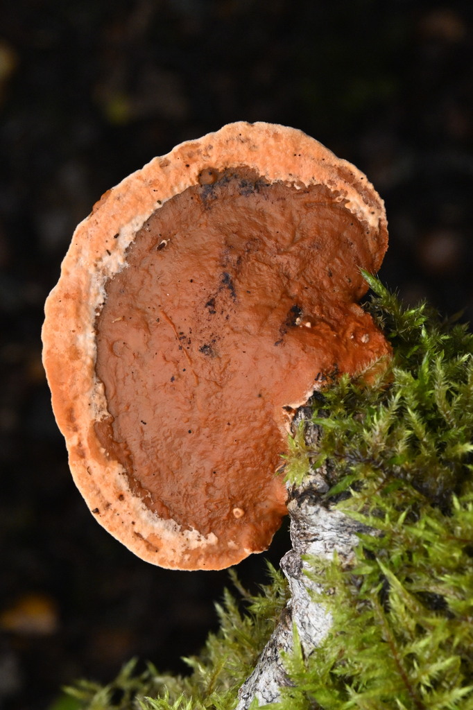 Trametes coccinea · April 2025 · photo: © invertebratist (iNaturalist, cc-by-nc)