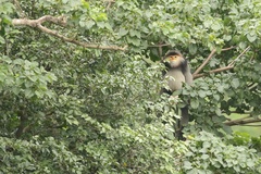 Gray-Shanked Douc Langur photo 3