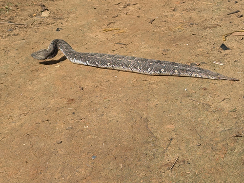 Puff Adder