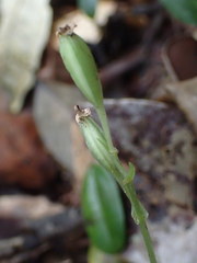 Liparis clareae image