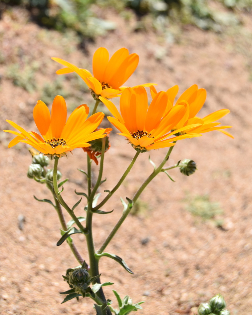 Cape daisy
