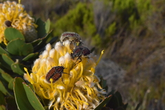 Trichostetha capensis capensis