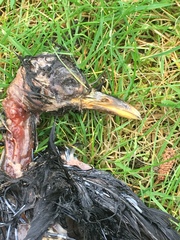 Turdus merula