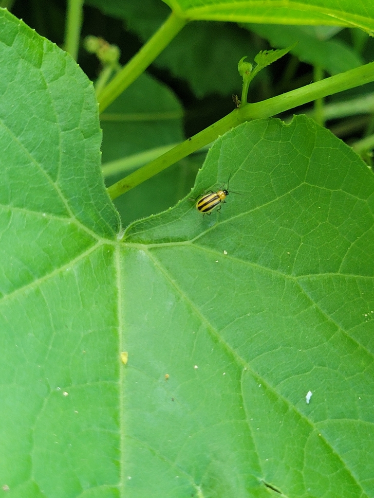 Acalymma gouldi