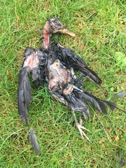 Turdus merula