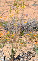 Bulbine praemorsa