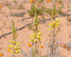 Bulbine praemorsa