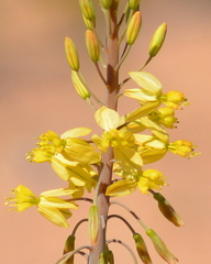 Bulbine praemorsa