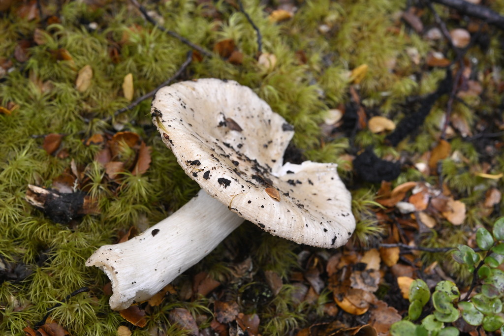 Russula purpureotincta · April 2025 · photo: © invertebratist (iNaturalist, cc-by-nc)
