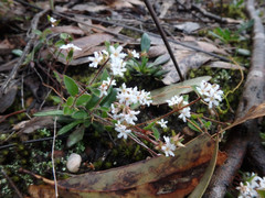 Leucopogon concurvus