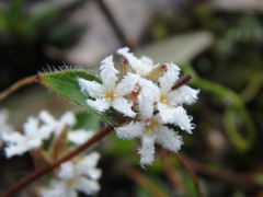 Leucopogon concurvus