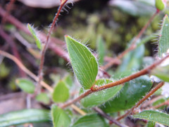 Leucopogon concurvus