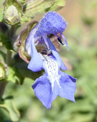 Salvia dentata