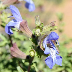 Salvia dentata