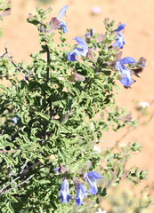 Salvia dentata