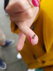 Melinopterus