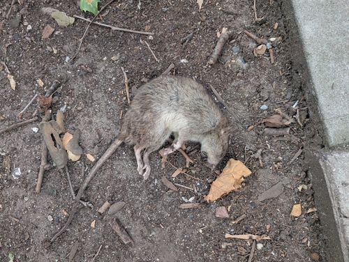 Rat photographed near here on 2025-06-30