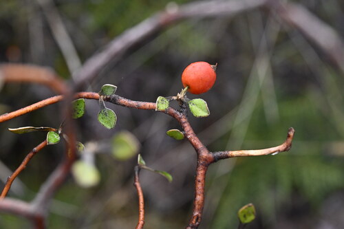 Corokia cotoneaster (Corokia cotoneaster)