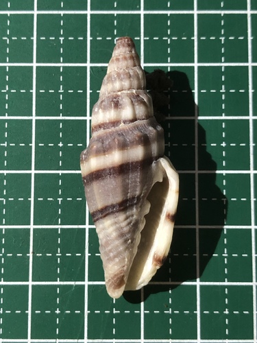 ミノムシガイ