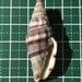 ミノムシガイ
