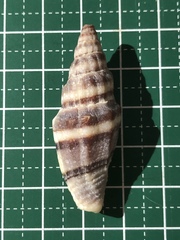 Vexillum balteolatum