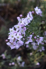 Boronia floribunda