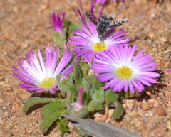 Cleretum hestermalense